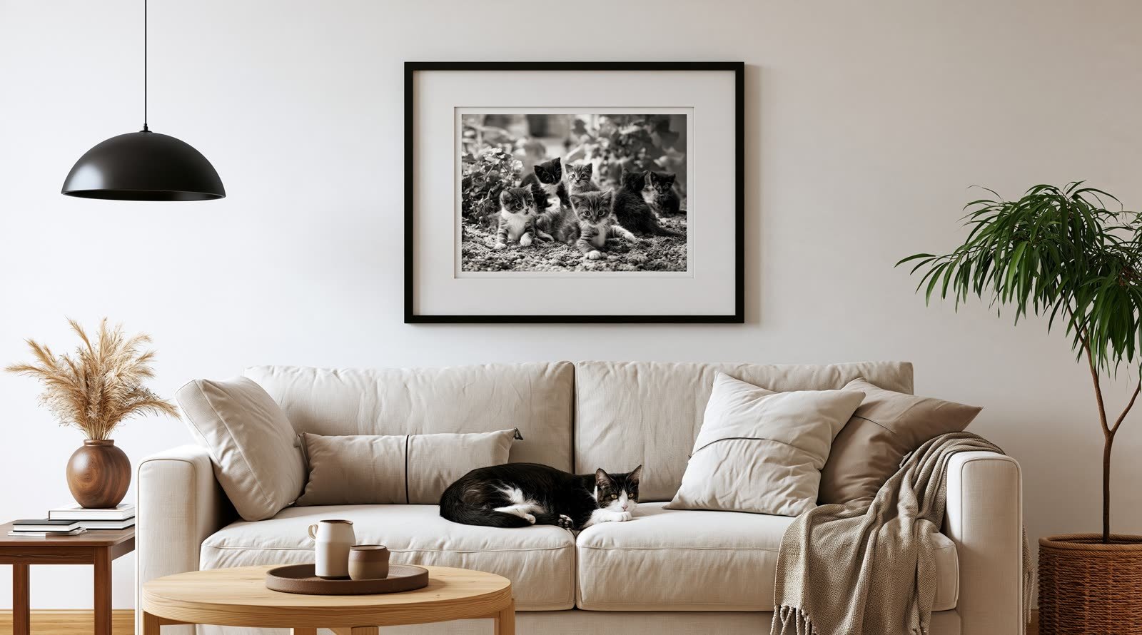 Photographie de chatons encadrée au-dessus d’un canapé où dort un chat noir et blanc.